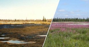 علماء يبتكرون طريقة سريعة وصديقة للبيئة لاستصلاح الأراضي الملوثة