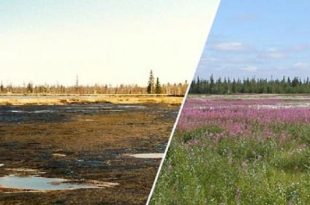 علماء يبتكرون طريقة سريعة وصديقة للبيئة لاستصلاح الأراضي الملوثة