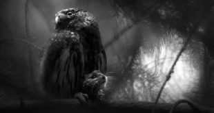 الصورة الفائزة بجائزة مصور الحياة البرية الأوروبي لعام 2025