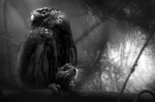 الصورة الفائزة بجائزة مصور الحياة البرية الأوروبي لعام 2025