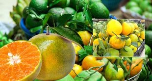 القطاف المبكر للبرتقال .. ربح سريع وخسارة اكيده