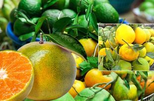 القطاف المبكر للبرتقال .. ربح سريع وخسارة اكيده