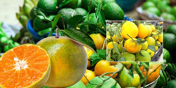 القطاف المبكر للبرتقال .. ربح سريع وخسارة اكيده