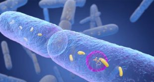 اكتشاف مركب بكتيري في الأمعاء يمنع الإصابة بالسكري