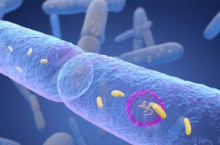 اكتشاف مركب بكتيري في الأمعاء يمنع الإصابة بالسكري