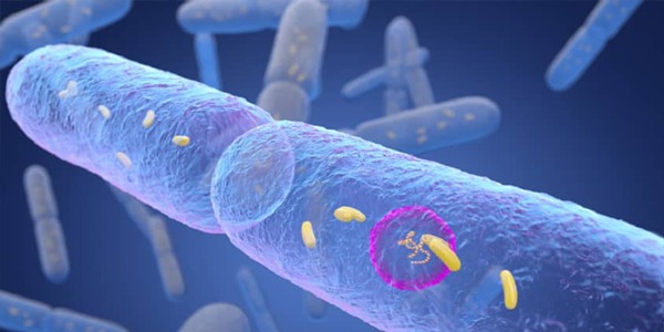 اكتشاف مركب بكتيري في الأمعاء يمنع الإصابة بالسكري