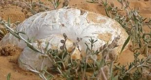 الكمأ "الترفاس.. غذاء وفوائد