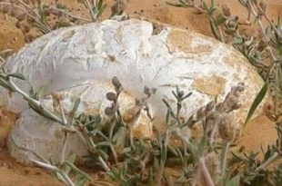 الكمأ "الترفاس.. غذاء وفوائد