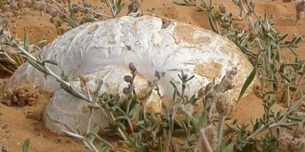 الكمأ "الترفاس.. غذاء وفوائد