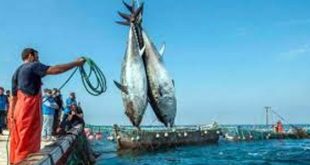 نشرة الصيد البحري المتوقعة على ليبيا اليوم الأحد