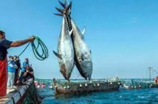 نشرة الصيد البحري المتوقعة على ليبيا اليوم الأحد