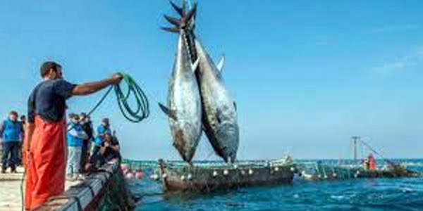 نشرة الصيد البحري المتوقعة على ليبيا اليوم الأحد