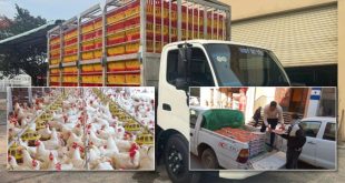 أزمة الأعلاف تهدد قطاع الدواجن والأوبئة تلتهم القطيع