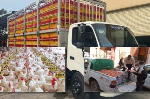 أزمة الأعلاف تهدد قطاع الدواجن والأوبئة تلتهم القطيع