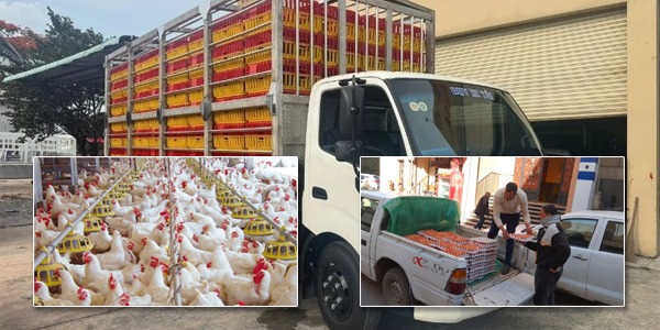 أزمة الأعلاف تهدد قطاع الدواجن والأوبئة تلتهم القطيع