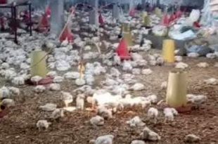 تفشي أمراض الدواجن في المنطقة الشرقية وتسجيل إصابات بإنفلونزا الطيور ونيوكاسل