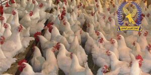 بسبب "النيوكاسل".. الحرس البلدي يوقف نقل الدواجن الحية ويغلق الأسواق 