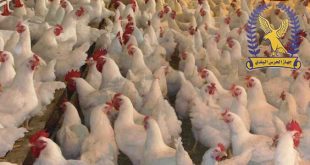 بسبب "النيوكاسل".. الحرس البلدي يوقف نقل الدواجن الحية ويغلق الأسواق 