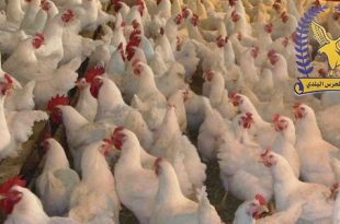 بسبب "النيوكاسل".. الحرس البلدي يوقف نقل الدواجن الحية ويغلق الأسواق 