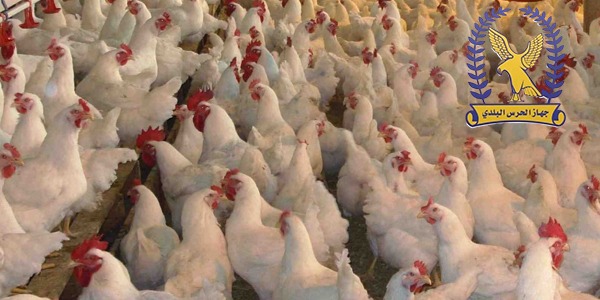 بسبب "النيوكاسل".. الحرس البلدي يوقف نقل الدواجن الحية ويغلق الأسواق 