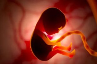 الذكاء الاصطناعي يحسن رصد مشاكل القلب عند الأجنة