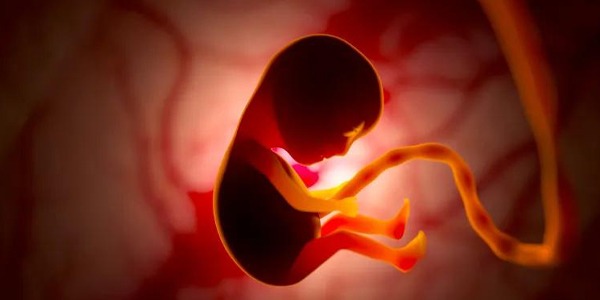 الذكاء الاصطناعي يحسن رصد مشاكل القلب عند الأجنة