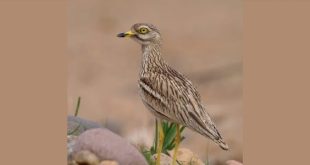  الانقراض يهدد اجمل اصوات الصحراء و  آخر طيور الكروان في ليبيا 