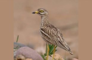  الانقراض يهدد اجمل اصوات الصحراء و  آخر طيور الكروان في ليبيا 