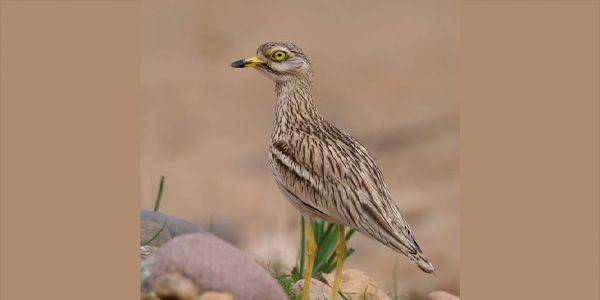  الانقراض يهدد اجمل اصوات الصحراء و  آخر طيور الكروان في ليبيا 