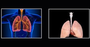 نسخة مصغّرة من رئة الإنسان في المختبر تفتح الباب أمام طب تنفسي شخصي