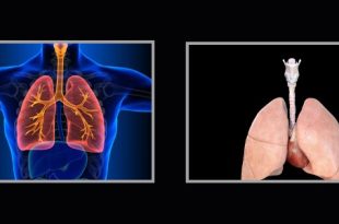 نسخة مصغّرة من رئة الإنسان في المختبر تفتح الباب أمام طب تنفسي شخصي