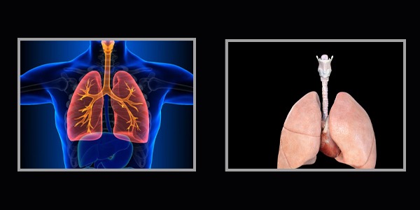 نسخة مصغّرة من رئة الإنسان في المختبر تفتح الباب أمام طب تنفسي شخصي