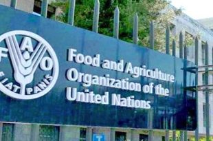 الفاو تحذر من خطر الصقيع والجفاف على الزراعة في اليمن