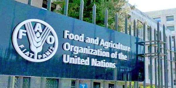 الفاو تحذر من خطر الصقيع والجفاف على الزراعة في اليمن