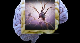 ذاكرة الدماغ البشري تضاهي سعة الإنترنت العالمية