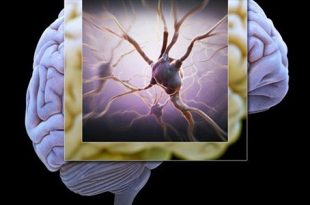 ذاكرة الدماغ البشري تضاهي سعة الإنترنت العالمية