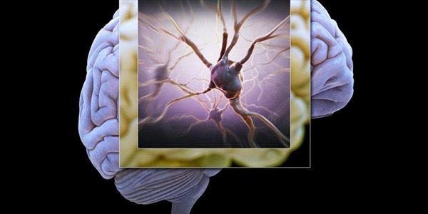 ذاكرة الدماغ البشري تضاهي سعة الإنترنت العالمية