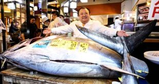 سعر قياسي لسمكة تونة زرقاء باليابان