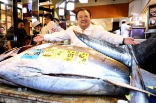 سعر قياسي لسمكة تونة زرقاء باليابان