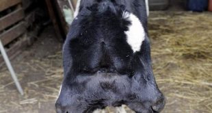 "ظاهرة نادرة".. ولادة عجل برأسين في لبنان