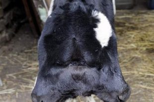 "ظاهرة نادرة".. ولادة عجل برأسين في لبنان