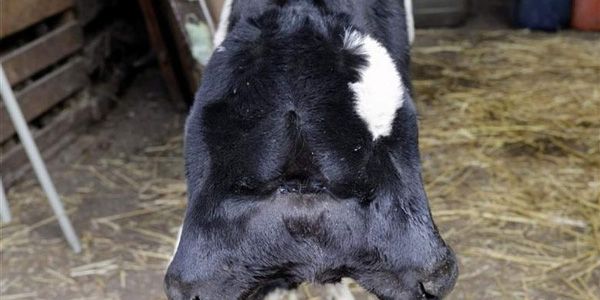 "ظاهرة نادرة".. ولادة عجل برأسين في لبنان