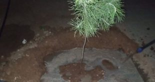 شباب منطقة بدر يواصلون العمل ليل نهار لتجميل بدر بزراعة الأشجار . 