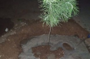 شباب منطقة بدر يواصلون العمل ليل نهار لتجميل بدر بزراعة الأشجار . 