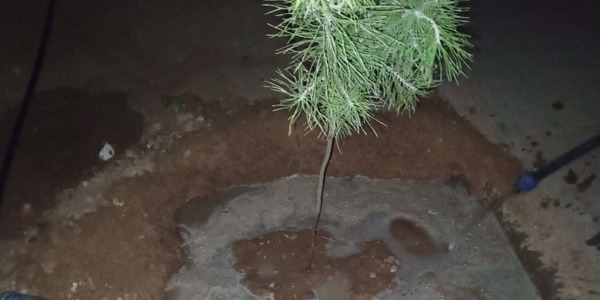 شباب منطقة بدر يواصلون العمل ليل نهار لتجميل بدر بزراعة الأشجار . 