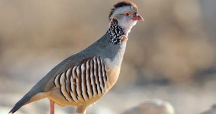 صمت الأجنحة ..الحجل البربري الليبي يواجه شبح الانقراض