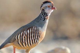 صمت الأجنحة ..الحجل البربري الليبي يواجه شبح الانقراض