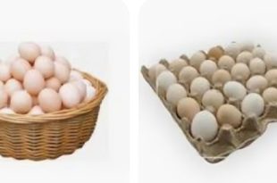هل يستحق "البيض البلدي" فارق السعر؟