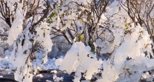 موجة برد قطبية تضرب فلوريدا وتخلف خسائر زراعية ضخمة