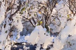 موجة برد قطبية تضرب فلوريدا وتخلف خسائر زراعية ضخمة